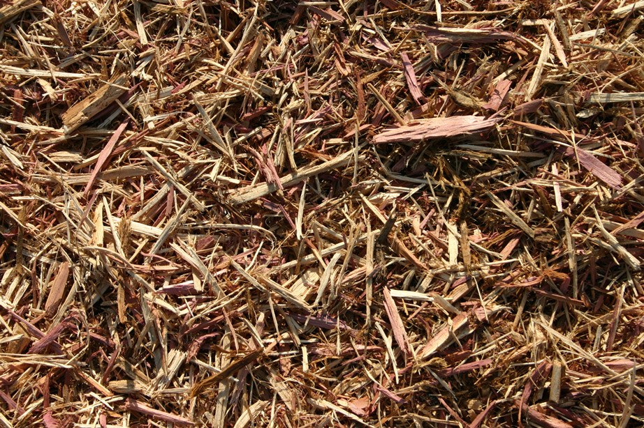 western red cedar western red cedar